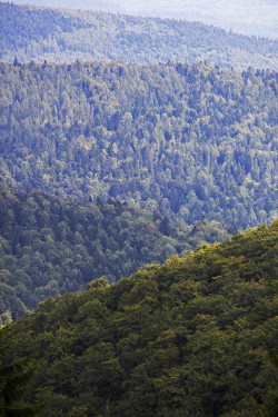 brutalgeneration:  Forest - as far as the eye can see (by Frame_finder) 