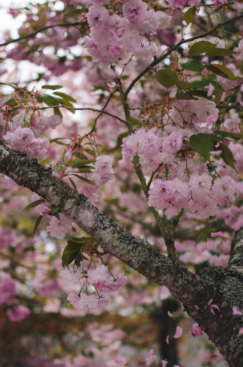 Cherry Blossoms