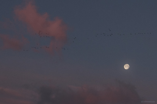 Large flocks of Canada Geese flew past the setting Moon this morning. &copy; riverwindphotograph