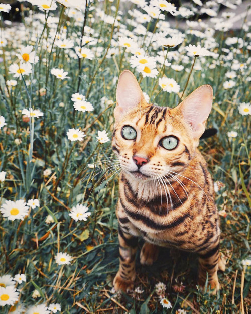 inkxlenses:Suki’s Adventures | by Marti Gutfreund