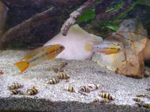 Hey, fishblr, can I get some help IDing these two?I’m pretty confident they’re Apistogramma (dwarf c