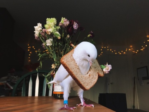 serotina:  Pidge the pigeon got a slice of bread stuck around her neck yesterday, so she asked other pigeons of Instagram to do the #breadslicechallenge to help her feel less embarrassed. Miu was very happy to participate!