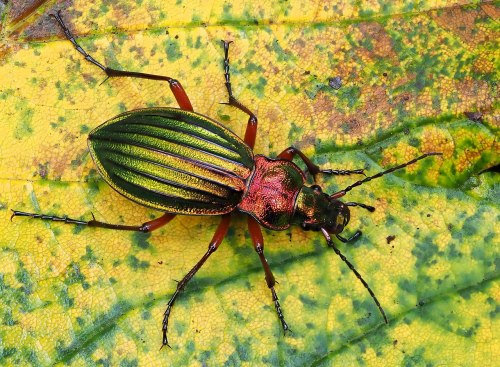 onenicebugperday:Metallic slug hunter, Carabus auronitens, CarabidaeFound throughout Europe, primari