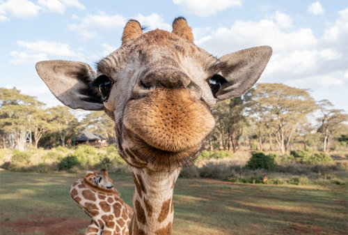 Gosh, Giraffes Directly Facing The Camera Are Just *chef's Kisses*