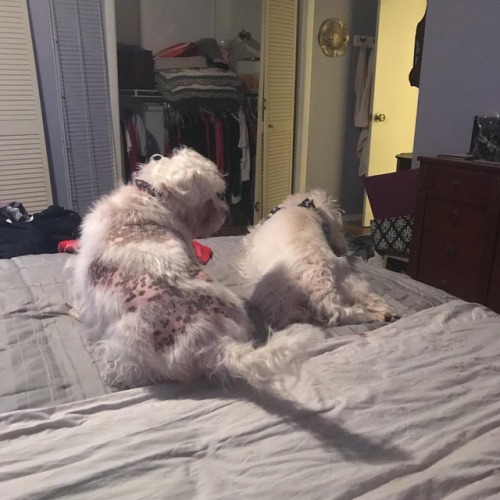 The very rare double #westiebuttwednesday. #wbw #ww ...#dogs #doglife #doggo #dogrates #dogsofig #do