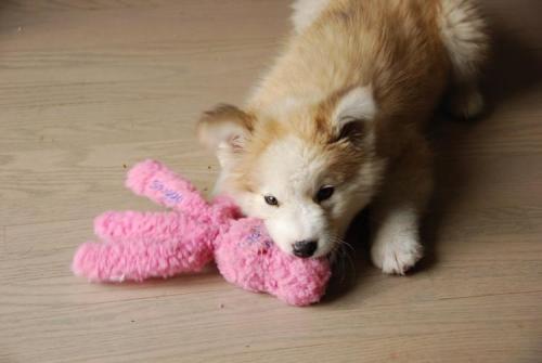  Golden Retriever / Siberian Husky mix   toasted marshmallow puppy!