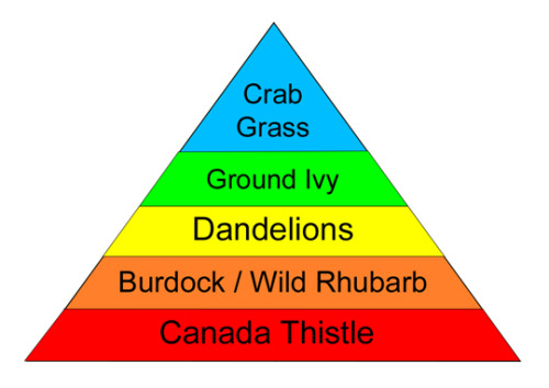 theanti90smovement:kafkamilktea:facts-i-just-made-up:Maslow’s Hierarchy of WeedsFuck you dande