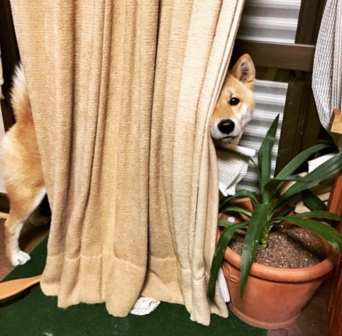 mustardtigress:today’s peeky shibes