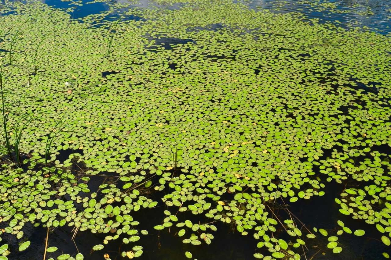 Tupper Lake, NY.  #lakes#new york#lily pads#ponds#green#nature photography#nature#water#photography#wilderness