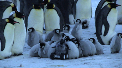 raggedick:  onlylolgifs:  This Penguin Robot porn pictures
