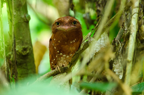 libutron:Sri Lanka Frogmouth (Ceylon Frogmouth) A very comic looking yet beautiful and cute bird, Ba