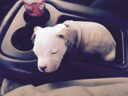 animalz-blogz:  This is Ezio. He prefers to sleep in the center console when we go for a drive.►