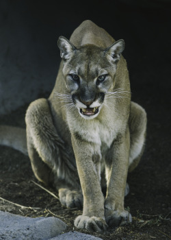 sdzoo:  Despite what you hear in movies &amp; on TV,  mountain lions don’t make that “wild cat scream” very often. More common  vocalizations for this adaptable cat include whistles, squeaks, growls, purrs, hisses &amp; yowls. Photo by Paul E.M.