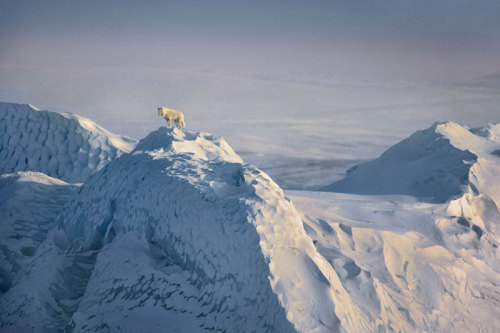 nubbsgalore:  photos by jim brandenburg, who spent three summers thirty years ago following a pack of arctic wolves on ellesmere island, near the north pole. the wolves, raised in the isolation of the high canadian arctic, had no instinctive fear of