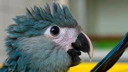 zsl-edge-of-existence:  Spix’s macaw is