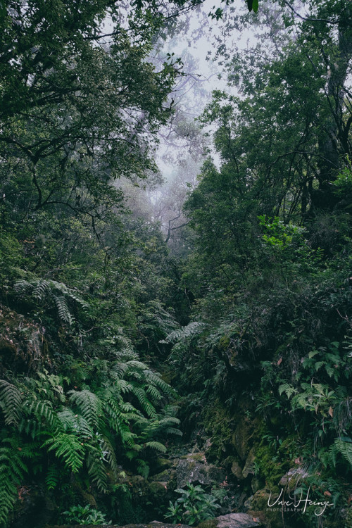 uwhe-arts: no path in this jungle … | uwhe-arts