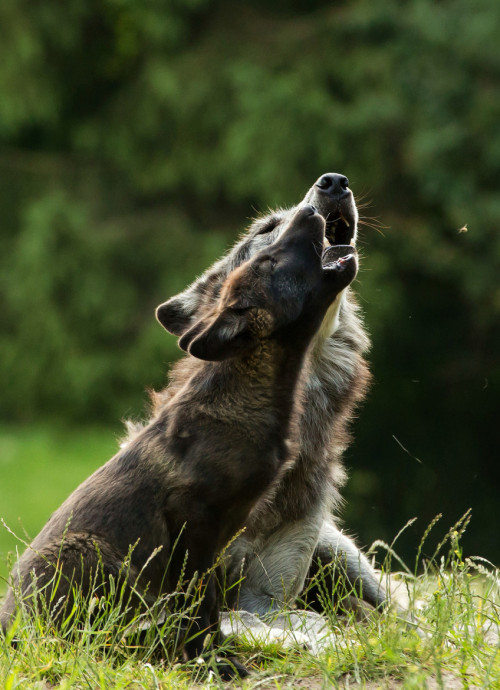 foreverthel0newolf:   Just like mom by Frank Rønsholt     