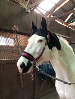 thehackneypony:chalk was ✨so✨ good today!! really proud of the calm she showed today and how much effort she put into relaxing undersaddle for me. her constant ability to remember things we’ve worked on only once briefly, and still manage to try