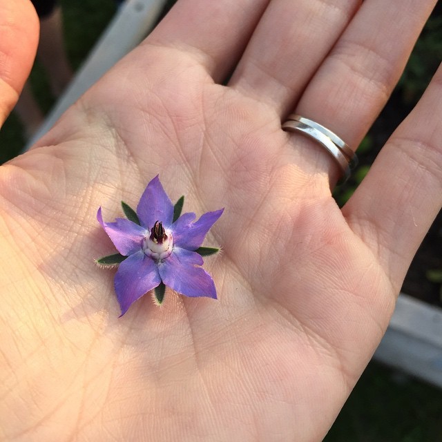 Edible borage flowers. Taste like cucumbers. #urbangarden #Chicago