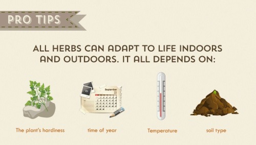 artamanen: Herb Grower’s Cheat Sheet - which ones can be grown inside, when to plant, when to 