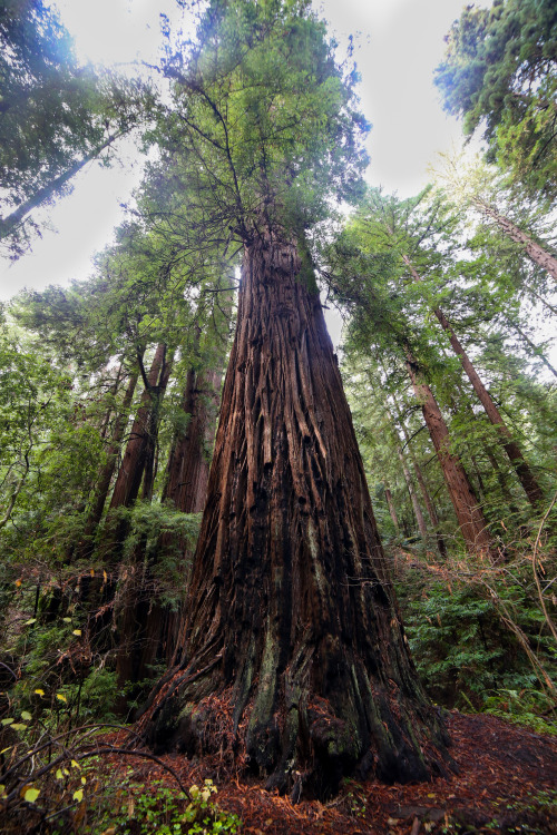 Porn photo steepravine: Majestic Old Growth Redwood