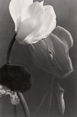 joeinct:  Cyclamen, Photo by Max Baur, 1930s