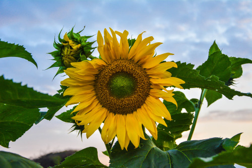 misfitgardens: SuNfLoWeRs …dedicated to B in a far away land….