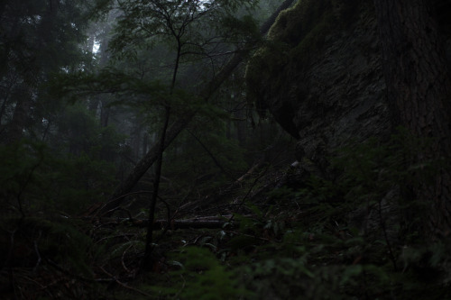 lobo-de-luna: look Uphill from the trail along Coal Creek. 10-30-14