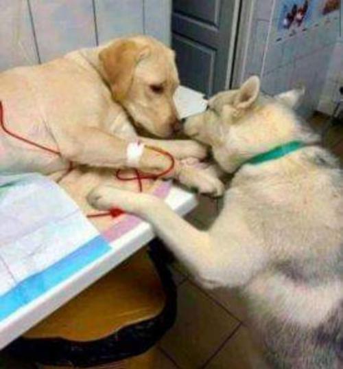 doggos-with-jobs:  This is a vet’s comfort dog that assists sick and scared pets.   Such a good boi 😍