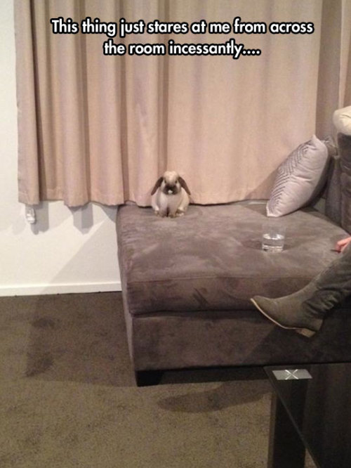 advice-animal:  A Bunny’s Mean Lookhttp://advice-animal.tumblr.com/ 