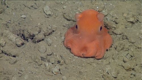 montereybayaquarium:From the sky to the seafloor, the ocean supports countless species. Happy World 