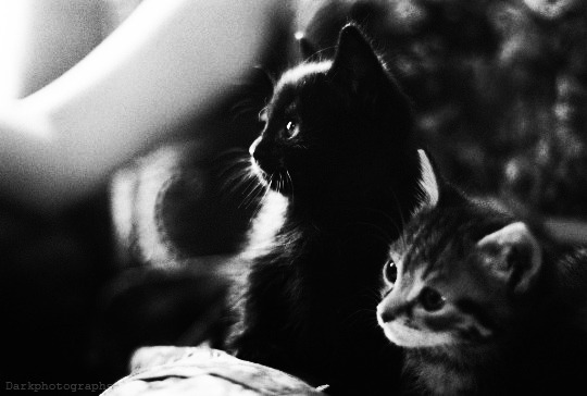 darkphotographs:    Dark  