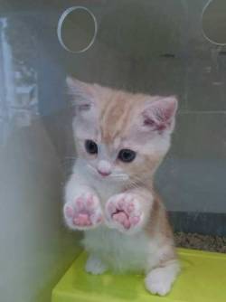 fvckedupkids:  blackumi:  See these feets? NO THESE FEETS!   this kitten looks like its about to whip