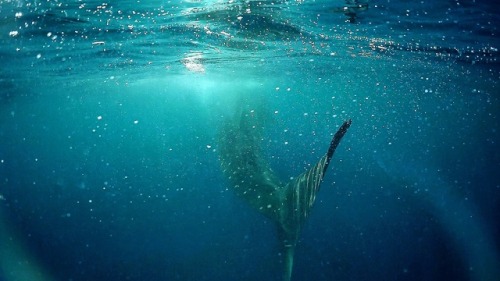 Episode 4 of my latest YouTube vlog has me in Mexico diving with whale sharks. Unfortunately, I get a little too close for comfort.  Subscribe on YouTube! http://YouTube.com/mattblum