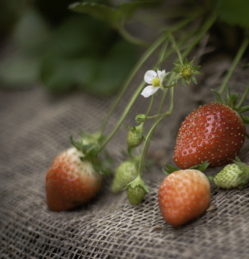 strawberries