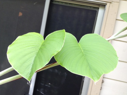 Some shots I took with an iPod touch this afternoon of my porch garden.