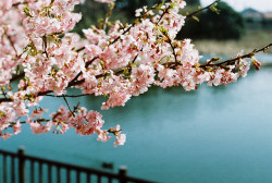 ileftmyheartintokyo:  河津桜 by mah0103 on Flickr.