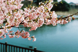 ileftmyheartintokyo:  河津桜 by mah0103