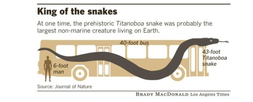 karina-paleontologist:Titanoboa, meaning “titanic boa,” is an extinct genus of snakes that is known 