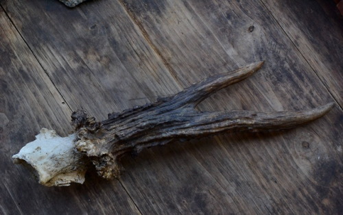 I found this beautiful antler, I never seen one alike, it look from an very old roe deer. The deer i