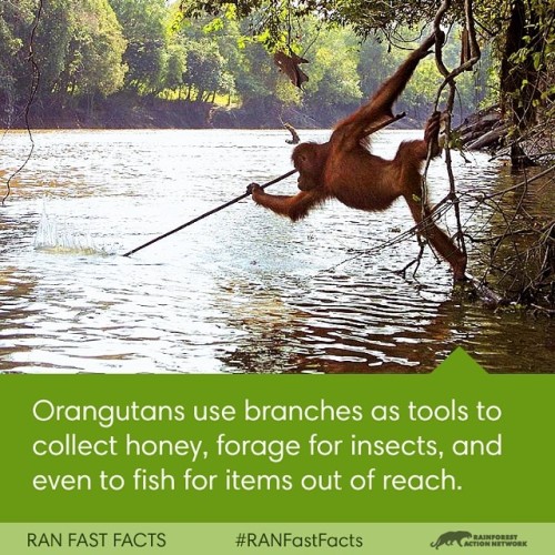 Orangutan tools! #RANFastFacts #RainforestActionNetwork #RAN #Orangutans #Indonesia #PalmOil #InY