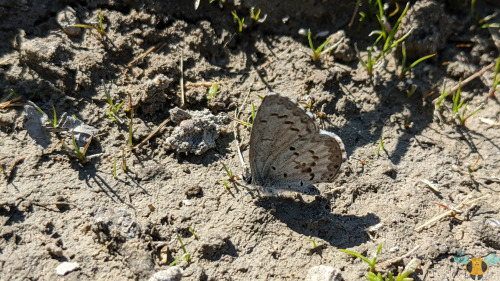 Lucia Azure Butterfly - Celastrina luciaHere’s a fun-looking specimen, and a more glamorous find alo