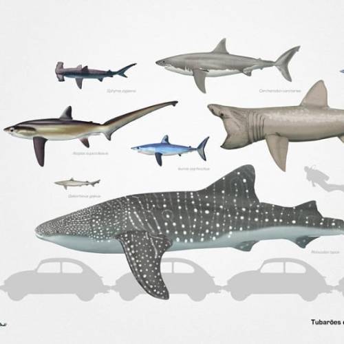 Another image of the selection of sharks of Portugal from the Welikesharks project. This was meant t