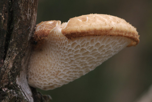 Polyporus tuberaster does different poses depending on whether it is growing on the side or on the t