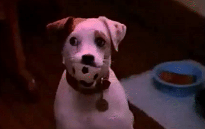 wholesome90stv:Wishbone’s real name was Soccer, named after his favorite toy when he was a puppy. So