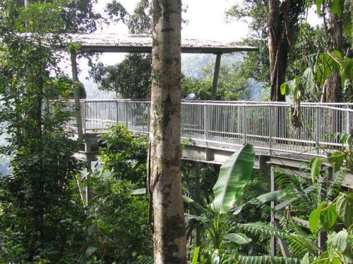 oceaniatropics: mamu tropical skywalk, innisfail, queensland, australia