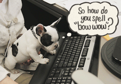 purina:  Kobe may not be the best colleague to spellcheck your latest powerpoint, but he’ll turn your coffee break into an adventure! Submit pics of your pets at work! 