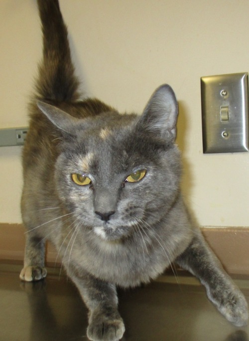 [image description: A gray cat with white and orange markings around the mouth and head with yellow-