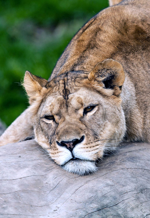 Zoo Salzburg (by Michael Maderecker)