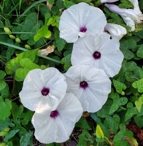 Open Hours: Sunrise to Sunset #flowersinurbia #flowers #morningglory #vineflowers #wildflowers #flor